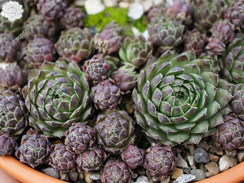 globiferum ssp. hirtum from Eger