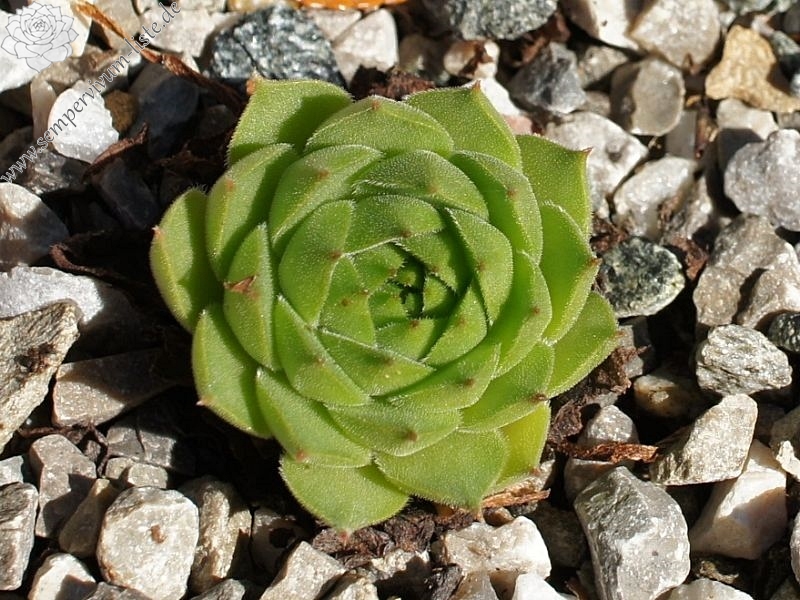 sp. from Ovit Dağı Geçidi