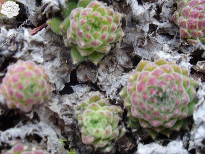 leucanthum (kindingeri)