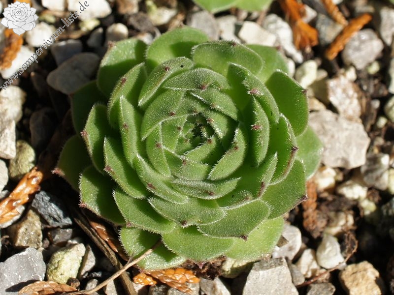sp. from Nemrut Dagh