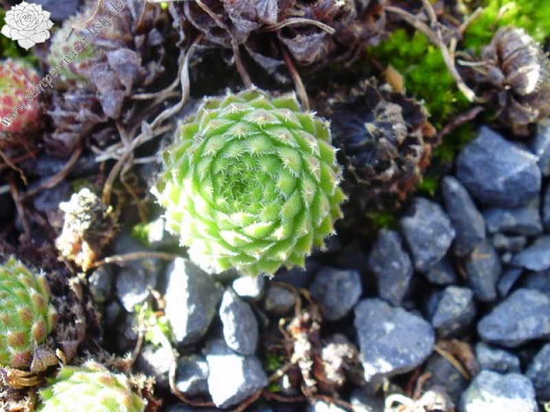 ciliosum ssp. octopodes (apetalum)