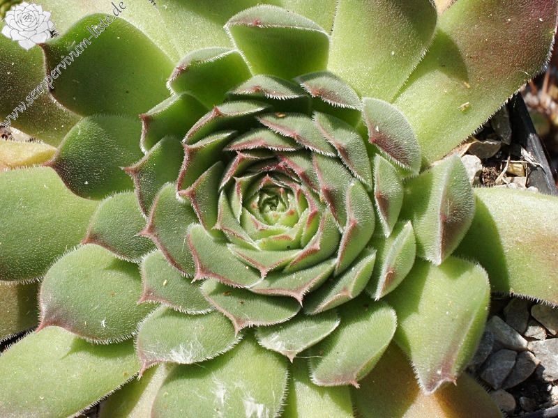 heuffelii from Rilagebirge