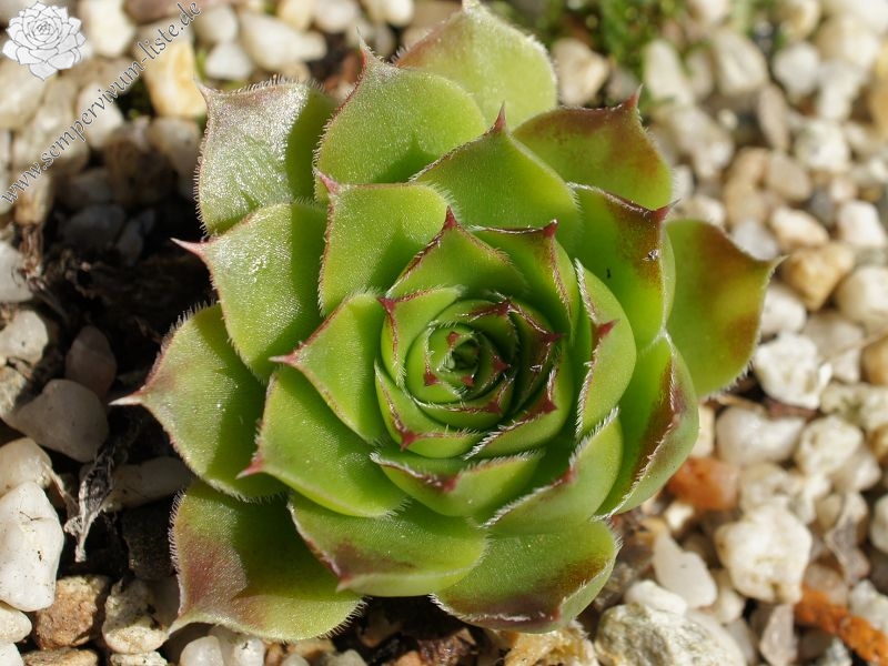 heuffelii from Rujen