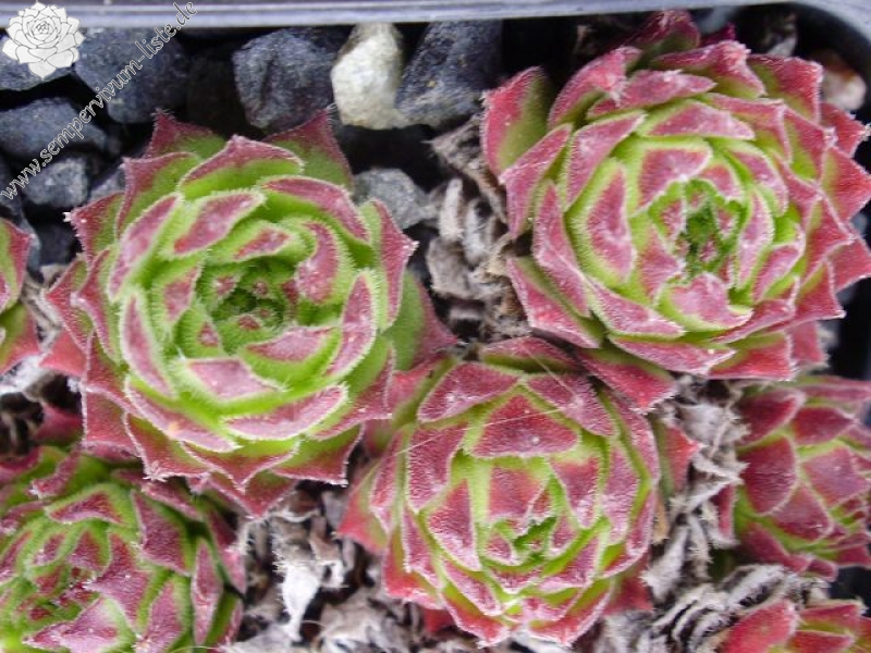 fimbriatum
