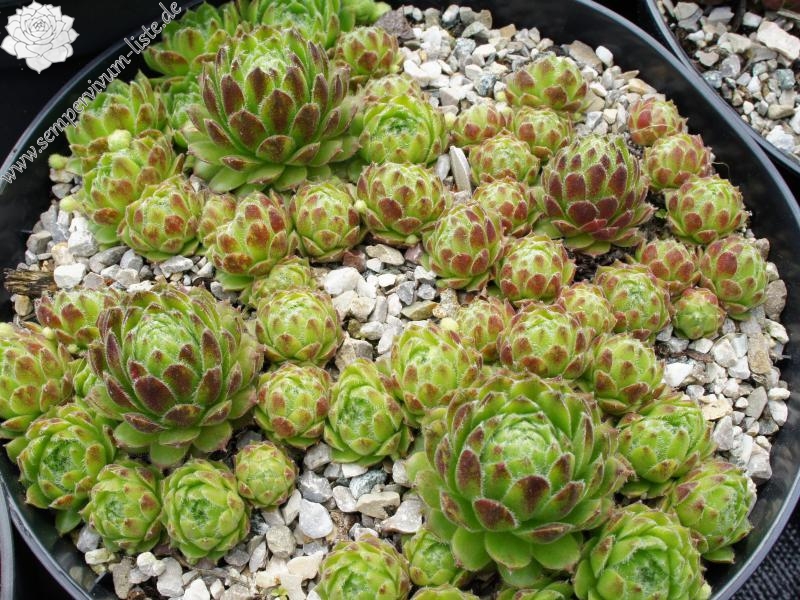 Kannos Cobweb