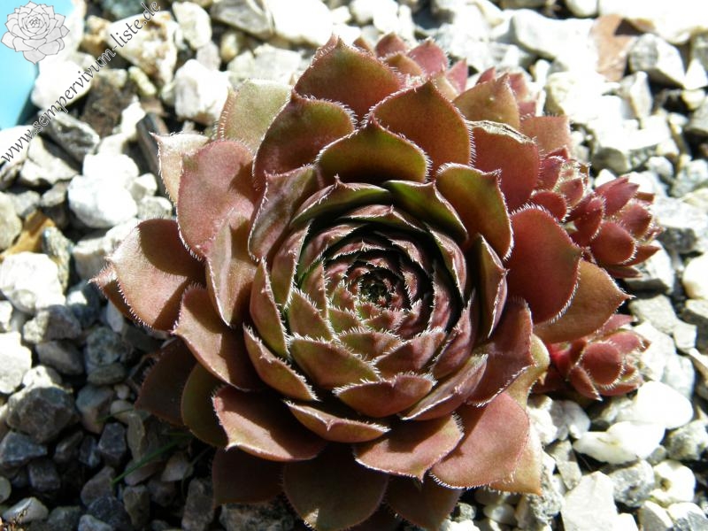 Karkulka