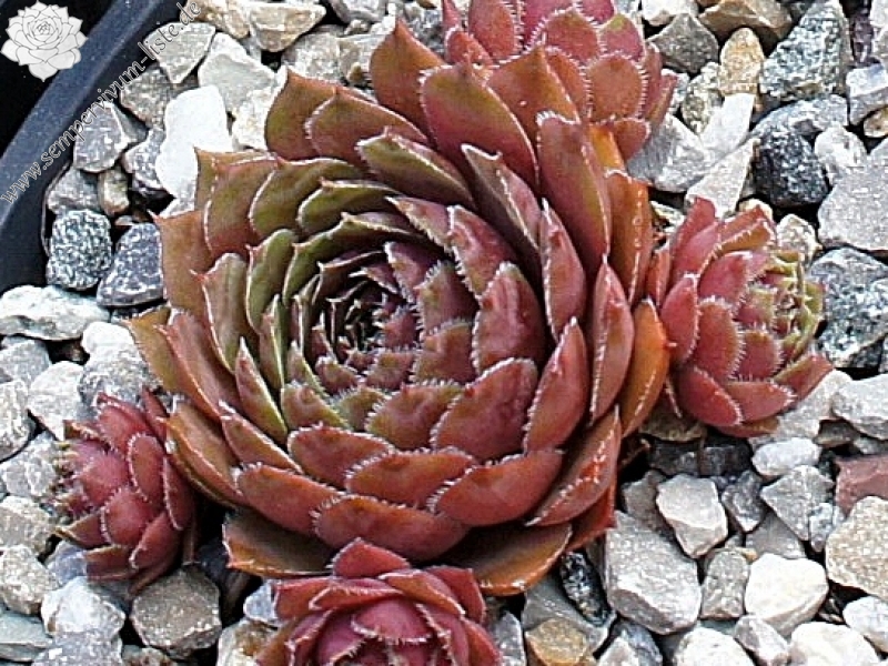 Karkulka
