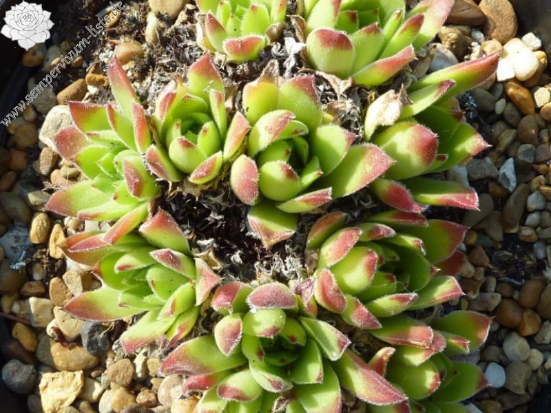 heuffelii from Karlovo