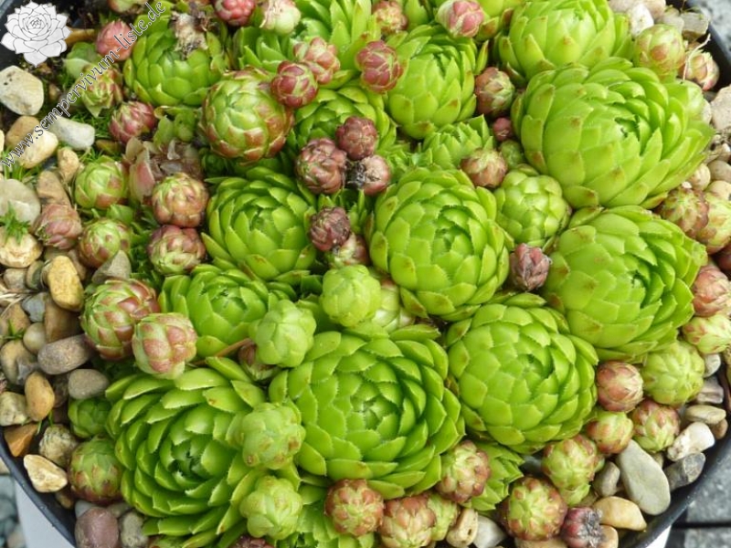 globiferum ssp. globiferum from Karlstejn