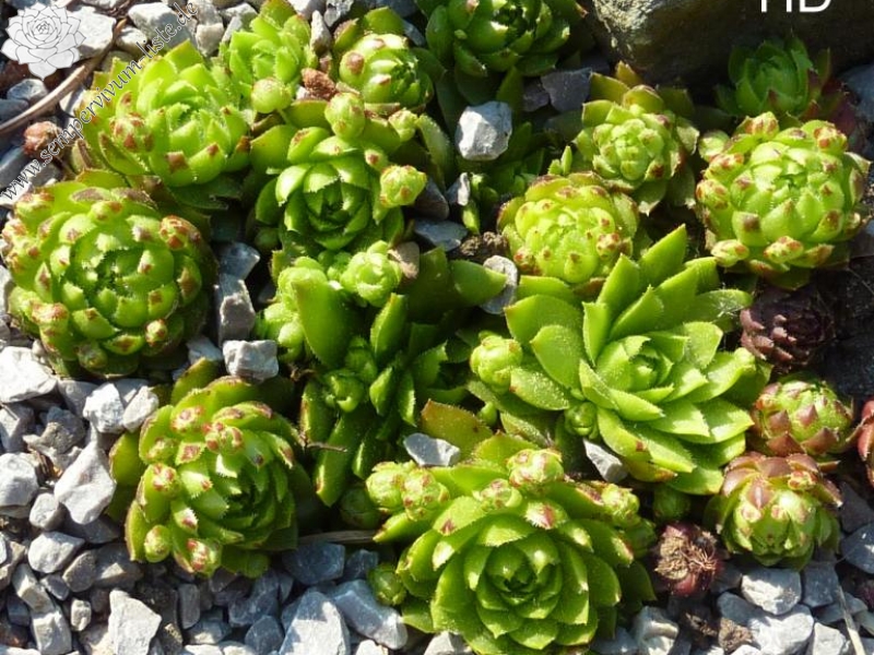 globiferum ssp. globiferum from Karlstejn