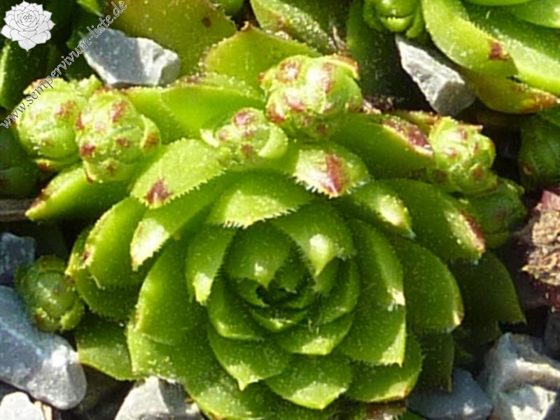 globiferum ssp. globiferum from Karlstejn