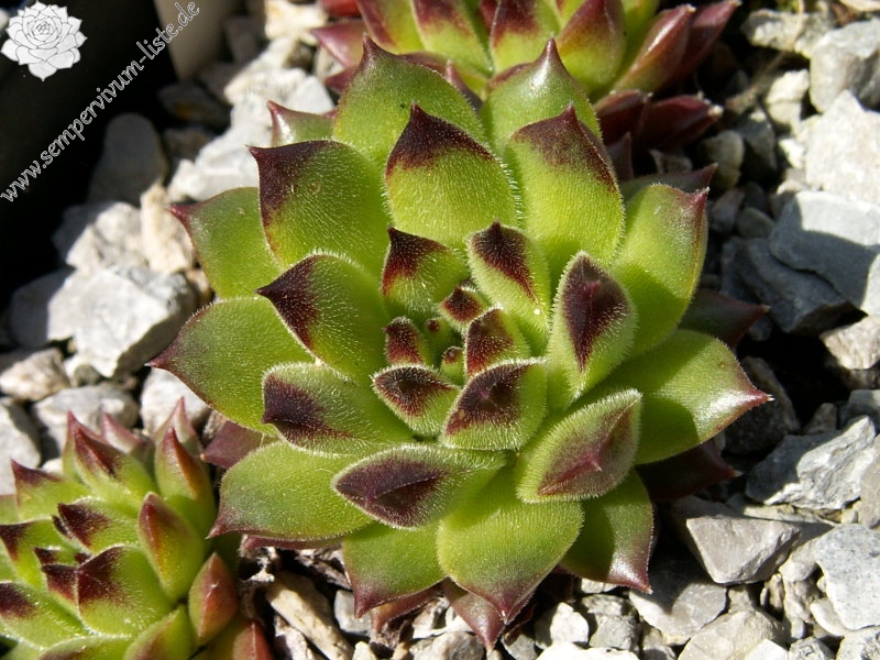 Karola