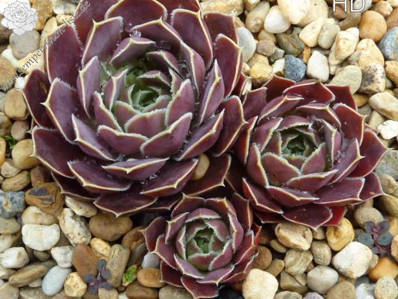 Kaus Australis / Jovi