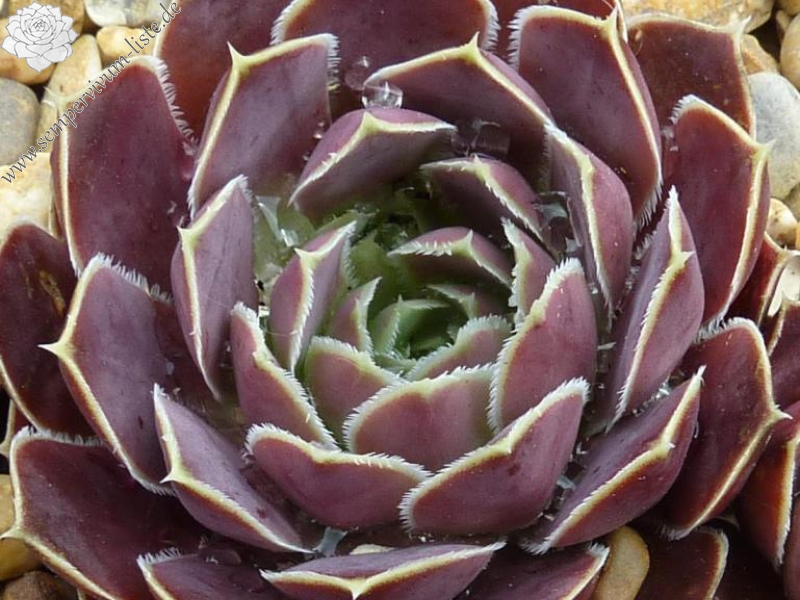 Kaus Australis / Jovi