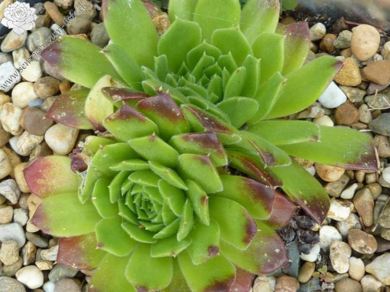 heuffelii from Kazana