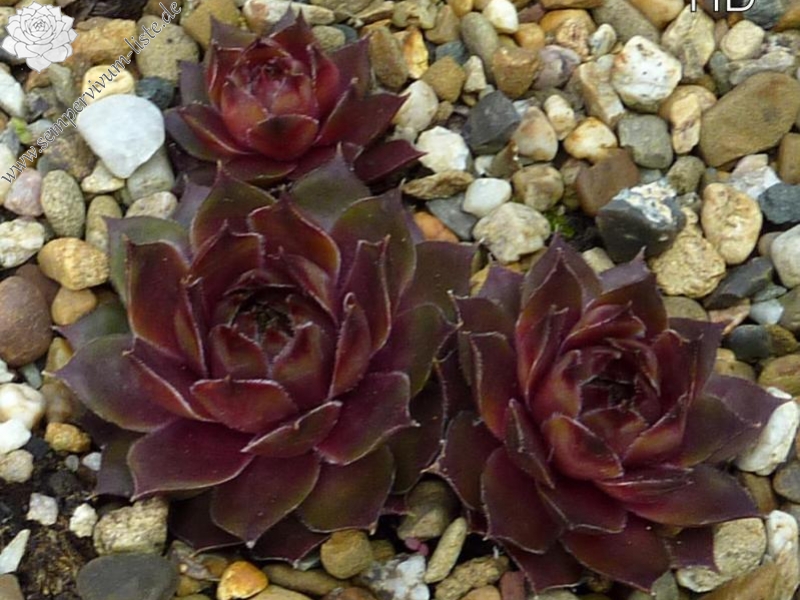 Korspelse Blue Sterre