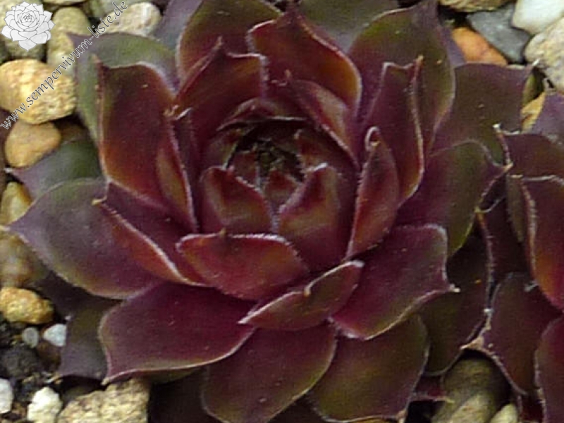 Korspelse Blue Sterre