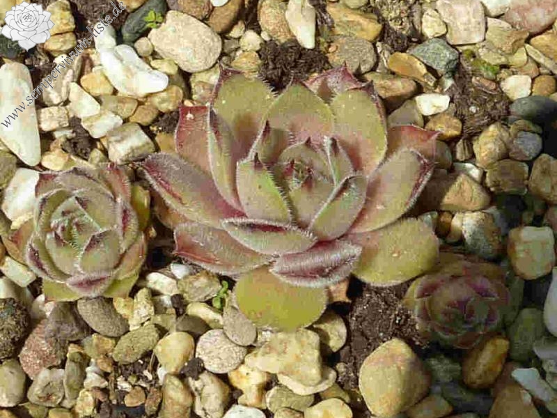 Korspelse Colette Rais