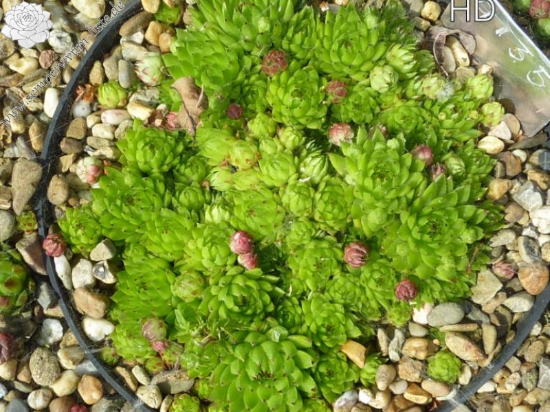 globiferum ssp. hirtum (tatrensis) from Klak (Kl'ak)