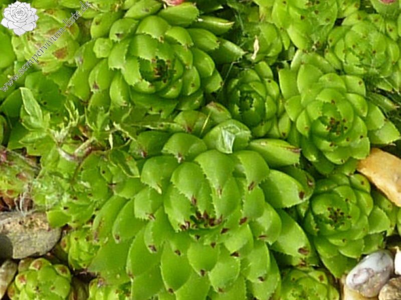 globiferum ssp. hirtum (tatrensis) from Klak (Kl'ak)