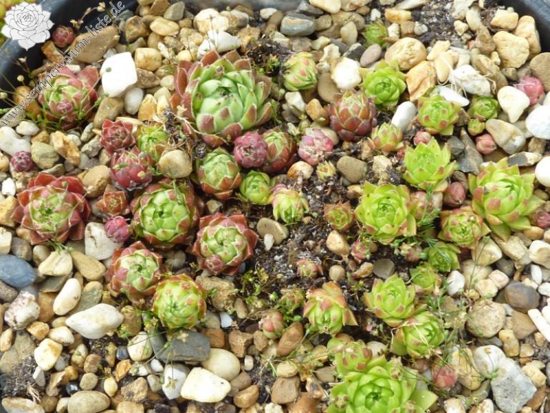 globiferum ssp. hirtum from Klosterwappen