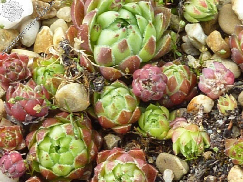 globiferum ssp. hirtum from Klosterwappen