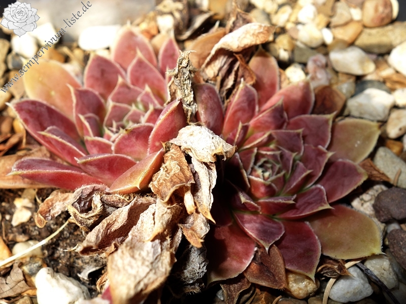 Korspelse Benonte / Jovi