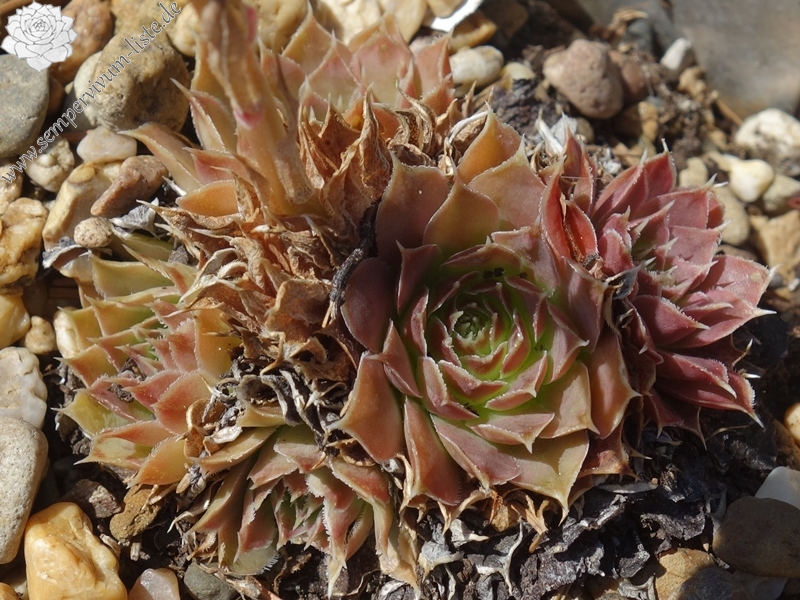 Korspelse Caresse / Jovi