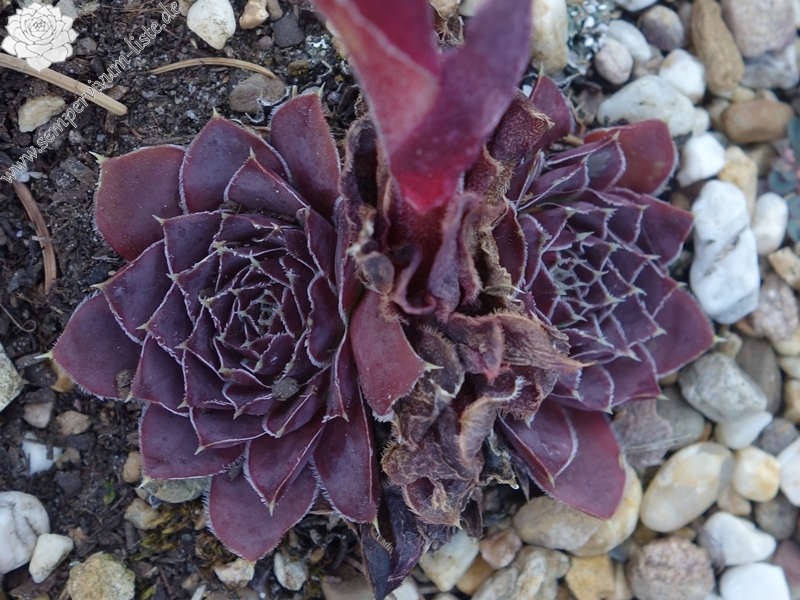 Korspelse Dylka / Jovi