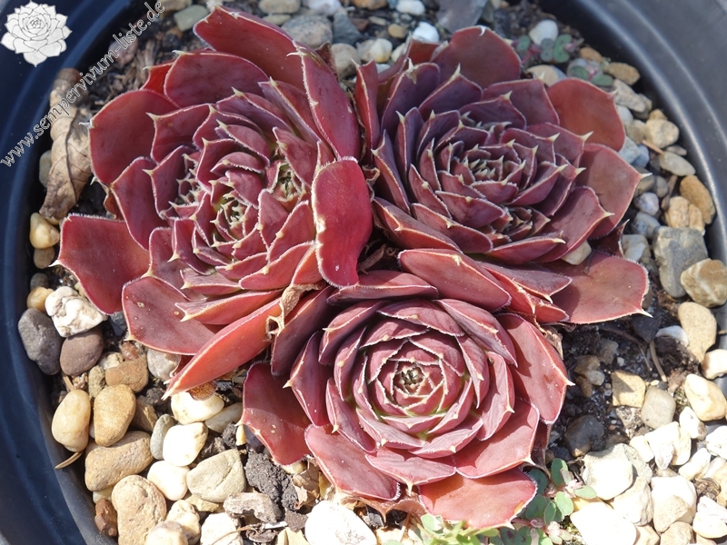 Korspelse Elizabed / Jovi