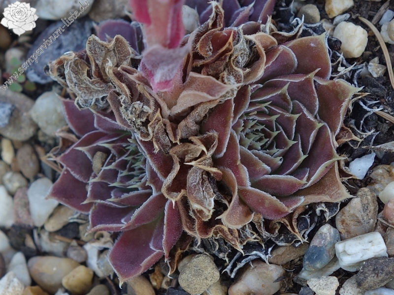 Korspelse Fedoussia / Jovi