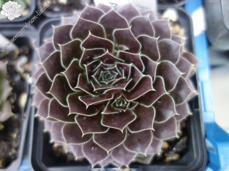 Korspelse Floteal / Jovi