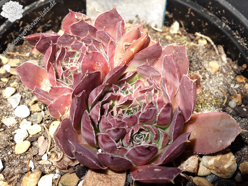 Korspelse Garazi / Jovi