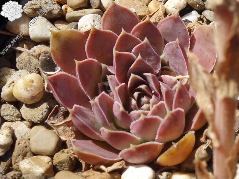 Korspelse Happy Sterre / Jovi