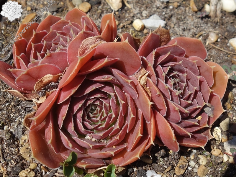 Korspelse Hjordis / Jovi