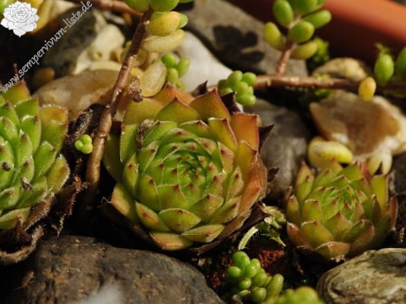 kosaninii from Grbaja