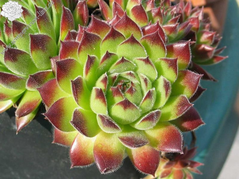 kosaninii (cf) from Ohrid