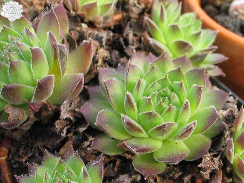 kosaninii (cf) from Ohrid