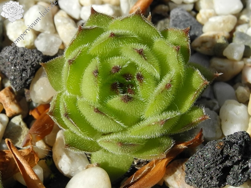 kosaninii from Vojuša