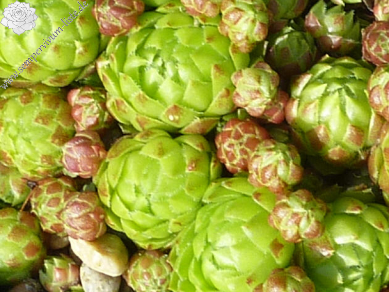 globiferum ssp. globiferum from Krasna Lipa