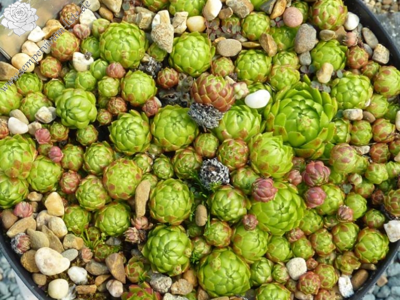 globiferum ssp. globiferum from Křivoklátsko