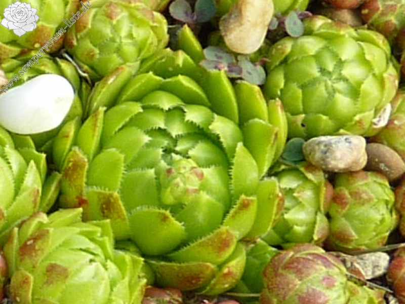 globiferum ssp. globiferum from Křivoklátsko