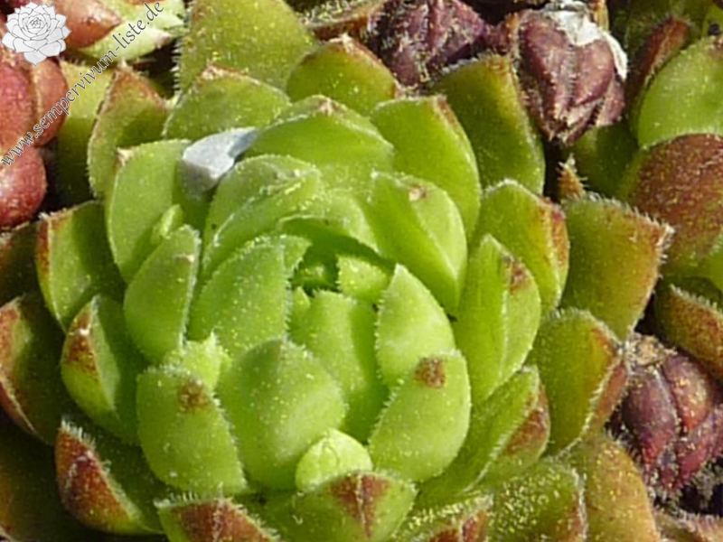 globiferum ssp. globiferum from Krkonose