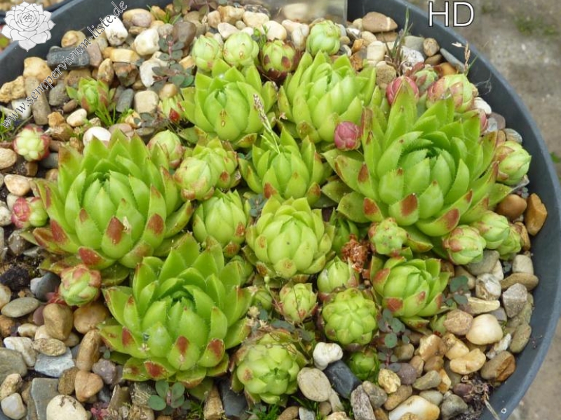 globiferum ssp. globiferum from Krkonose