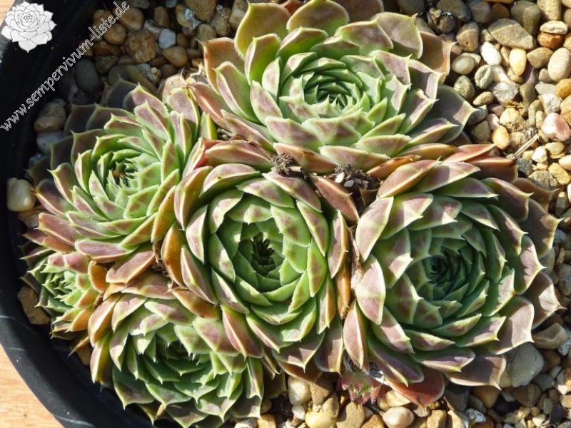 heuffelii from Krusevo