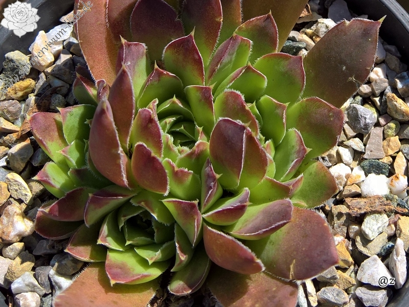 Korspelse Bekhora Jovi