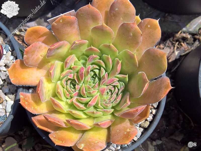 Korspelse Belzimee / Jovi