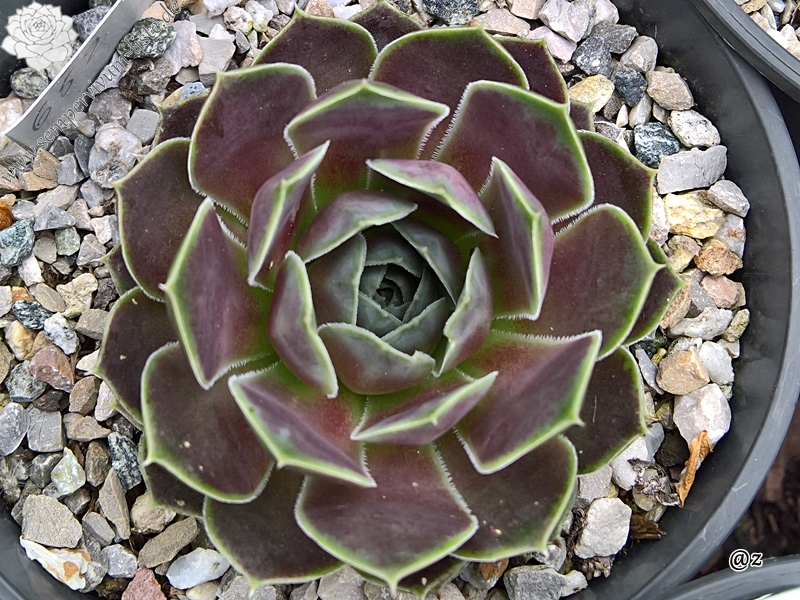 Korspelse Beyle / Jovi