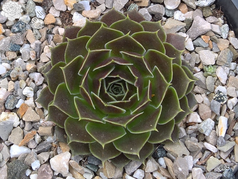 Korspelse Caresse / Jovi