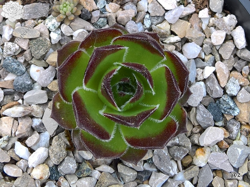 Korspelse Civiline / Jovi